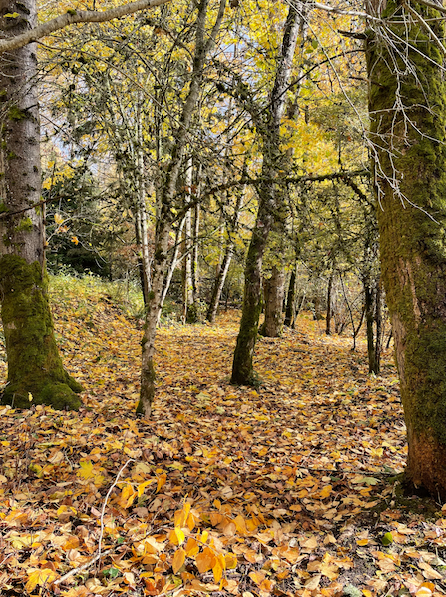 leaf covered trail at North SeaTac Park